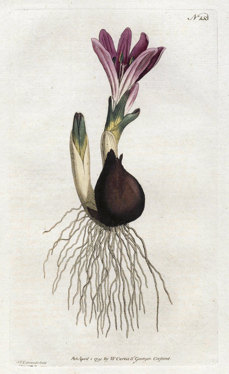 Tavaszi bulbocode vagy campanette – Sydenham Edwards litográfiája (1768-1819), William Curtis Botanical Magazine-jából (1746-1799) alkotó: Sydenham Teast Edwards