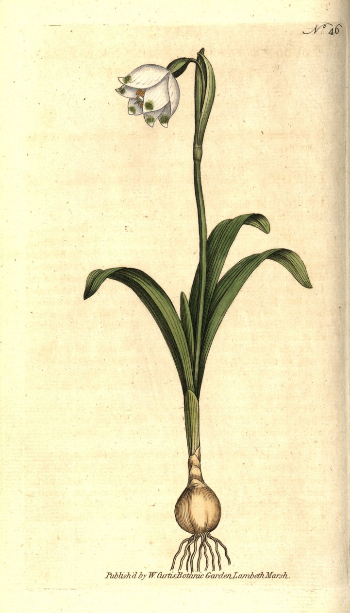 Tavaszi szint vagy Claudinette - Tavaszi hópehely, Leucojum vernum. Kézzel színezett rézmetszet James Sowerby botanikai illusztrációja nyomán William Curtis The Botanical Magazine-jából, Lambeth Marsh, London alkotó: Sydenham Teast Edwards