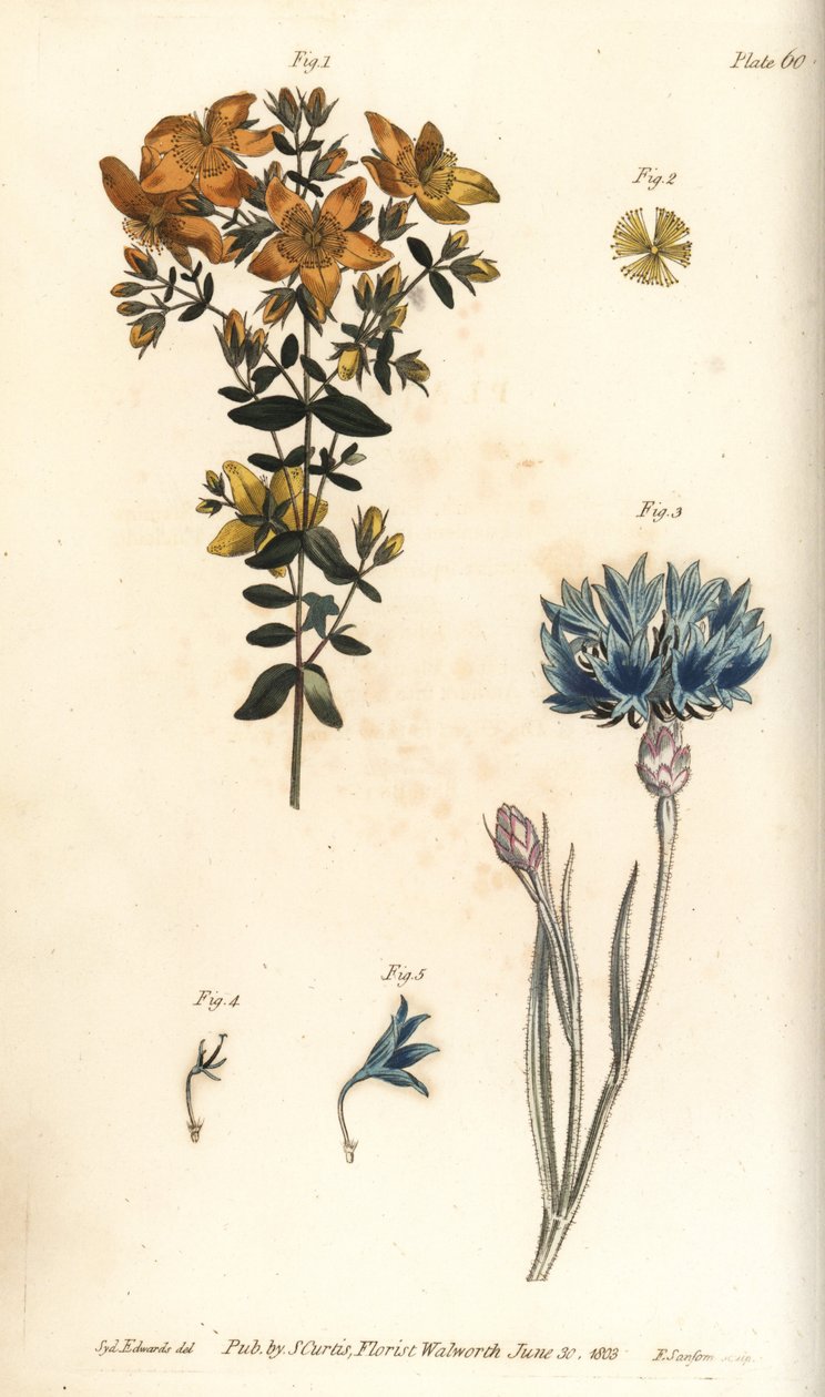 orbáncfű, Hypericum perforatum, Polyadelphia alkotó: Sydenham Teast Edwards