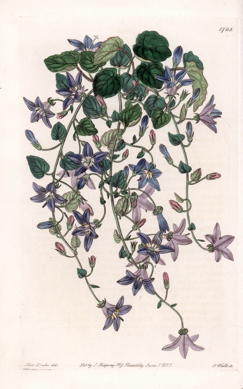 Star campanule - S.Watts által metszett lemez, Sarah Anne Drake (1803-1857) illusztrációjáról, Sydenham Edwards (1768-1819), Anglia, Botanikai nyilvántartásából. alkotó: Sydenham Teast Edwards
