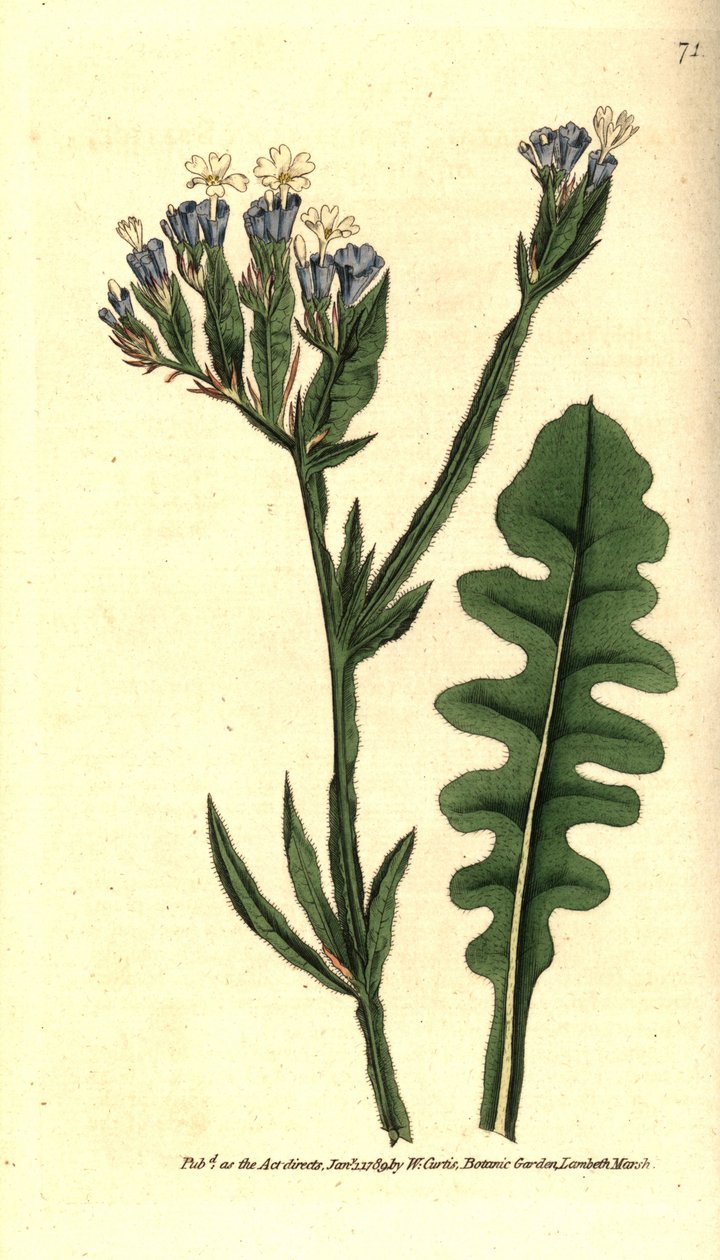 Statice sinue vagy Limonium sinuate levelekkel - Tengeri levendula, Limonium sinuatum (Purple-cup 