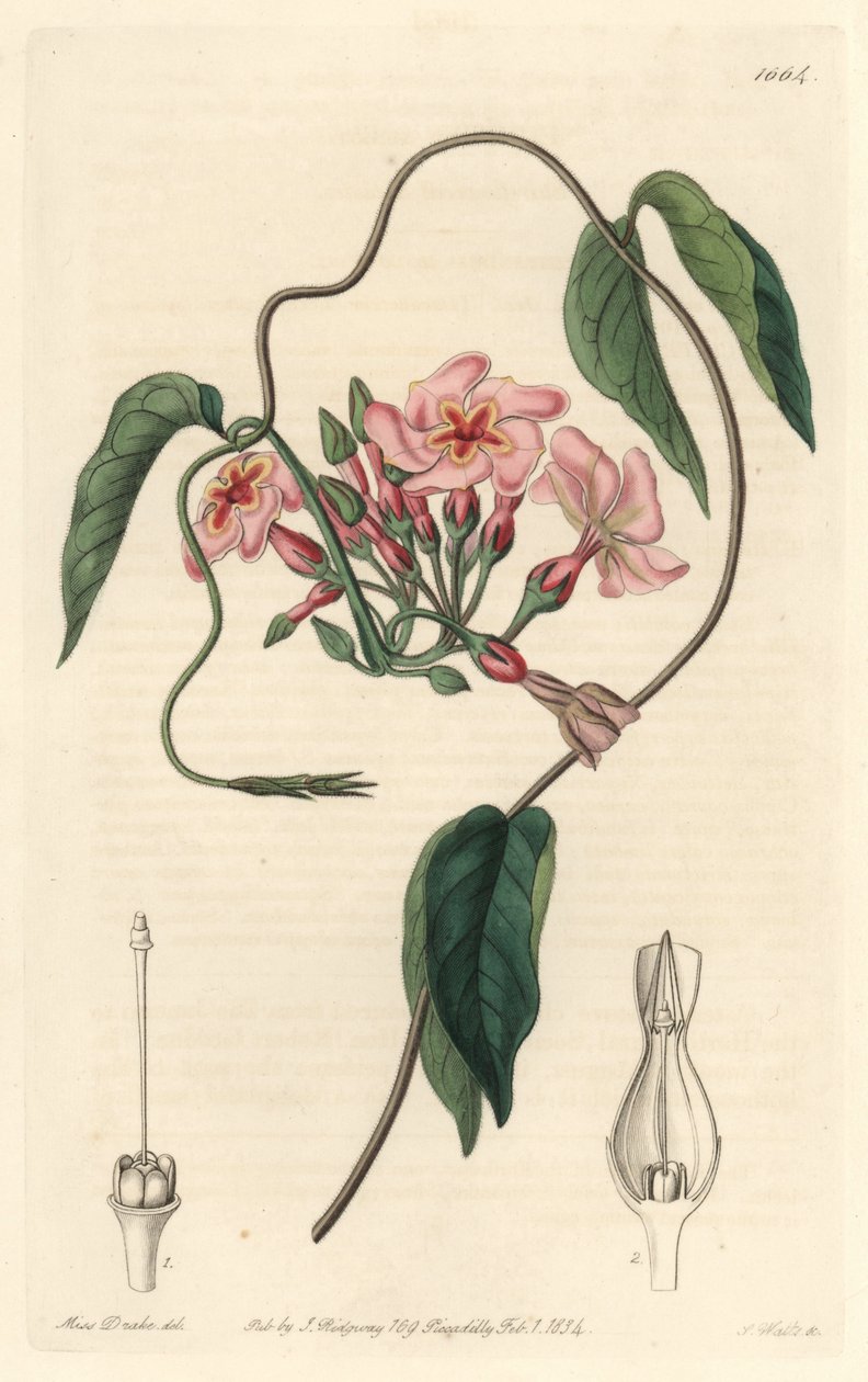 Brazíliából származó csillagos echite – S. Watts vízi forte Sarah Anne Drake (1803-1857) illusztrációjából, a botanikai nyilvántartásból alkotó: Sydenham Teast Edwards