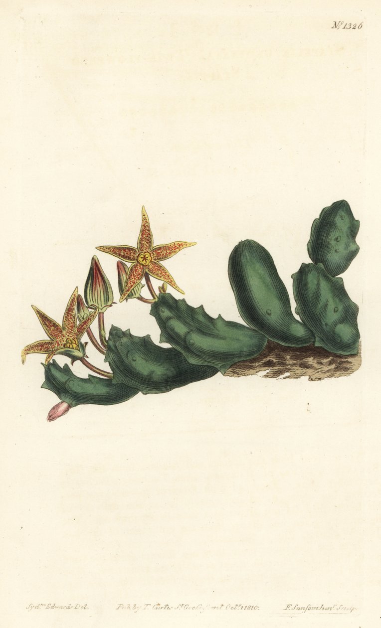 Stisseria geminata (Kétvirágú stapelia, Stapelia geminata). F. Sansom Jr. kézi színű rézmetszete Sydenham Edwards illusztrációja után a William Curtis Botanical Magazine-ból, T. Curtis, London alkotó: Sydenham Teast Edwards