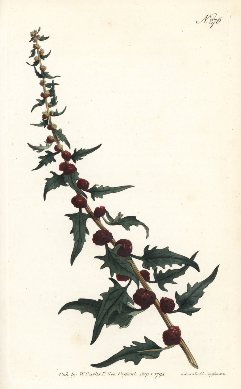 Eperspinár bagettben - Leveles lúdtalp, Chenopodium foliosum (Strawberry blite, Blitum virgatum). Sansom kézzel színezett rézmetszet Sydenham Edwards illusztrációja nyomán William Curtis Botanical Magazine Londonból alkotó: Sydenham Teast Edwards