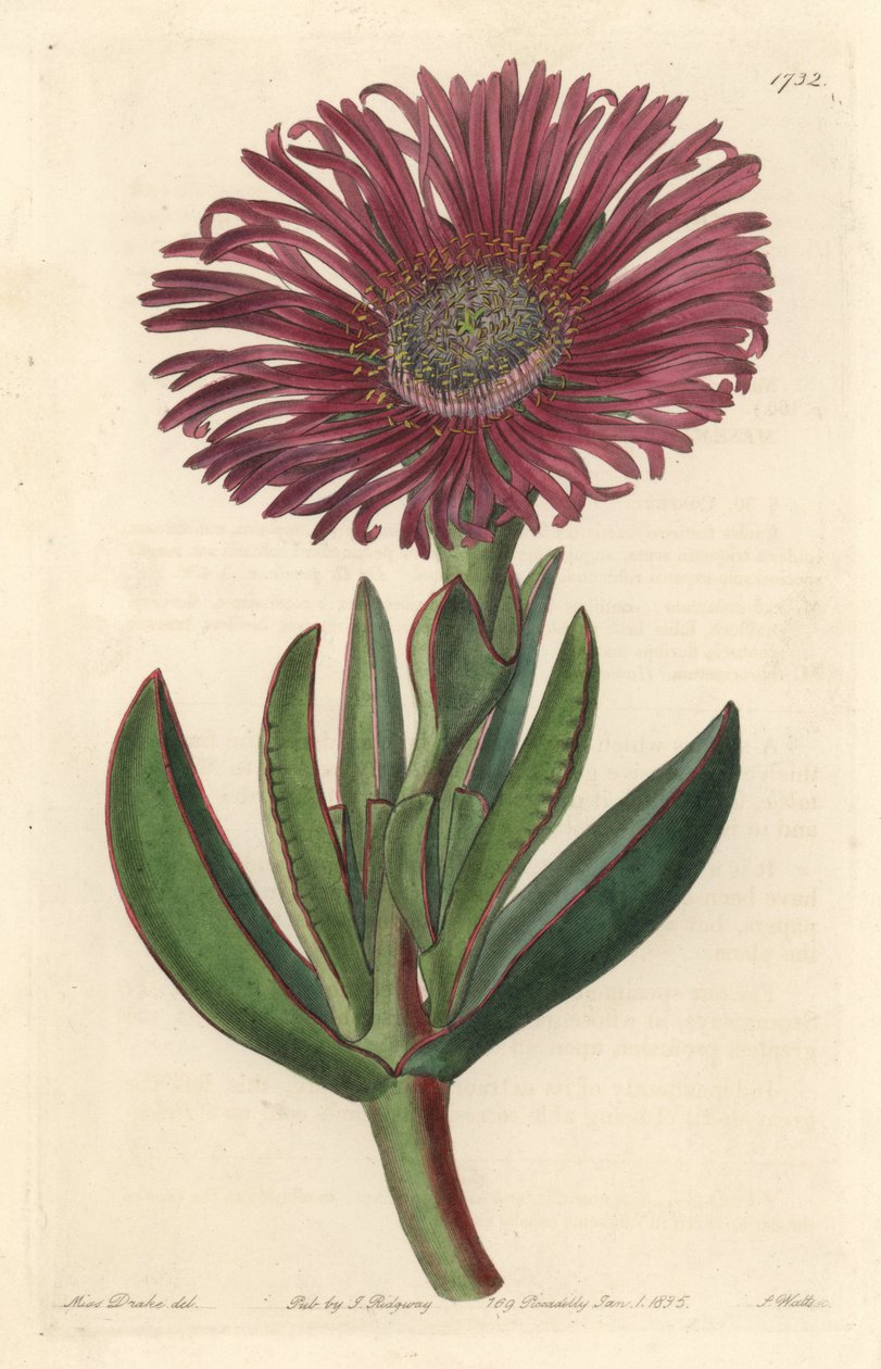 Dél-Afrikában őshonos Carpobrotus zamatos növény – Erős víz, S. Watts Sarah Anne Drake (1803-1857) illusztrációjából, a botanikai nyilvántartásból alkotó: Sydenham Teast Edwards
