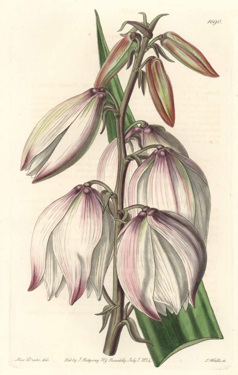 Kiváló Yucca – S. Watts vízi erőssége Sarah Anne Drake (1803-1857) illusztrációjából, a botanikai nyilvántartásból alkotó: Sydenham Teast Edwards