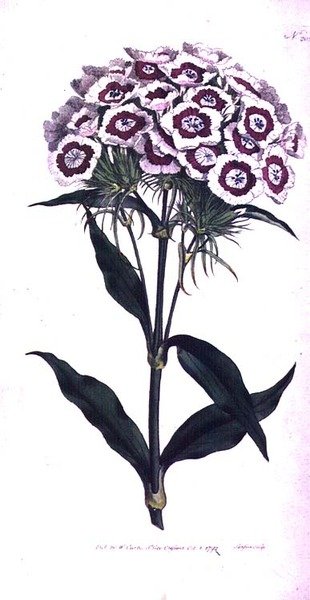 Édes Vilmos vagy szakállas rózsaszín (Dianthus barbatus), 205-ös tábla William Curtis „The Botanical Magazine”-ból (vagy „Virágoskert bemutatva”), a művész által metszett, kocsma. 1792 (metszet) alkotó: Sydenham Teast Edwards