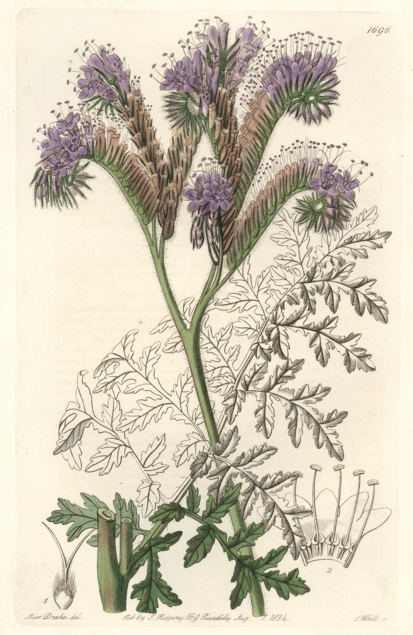 Tansy level phacelia, őshonos Kaliforniában – S. Watts Water Forte Sarah Anne Drake (1803-1857) illusztrációjából, a Botanical Registerből alkotó: Sydenham Teast Edwards