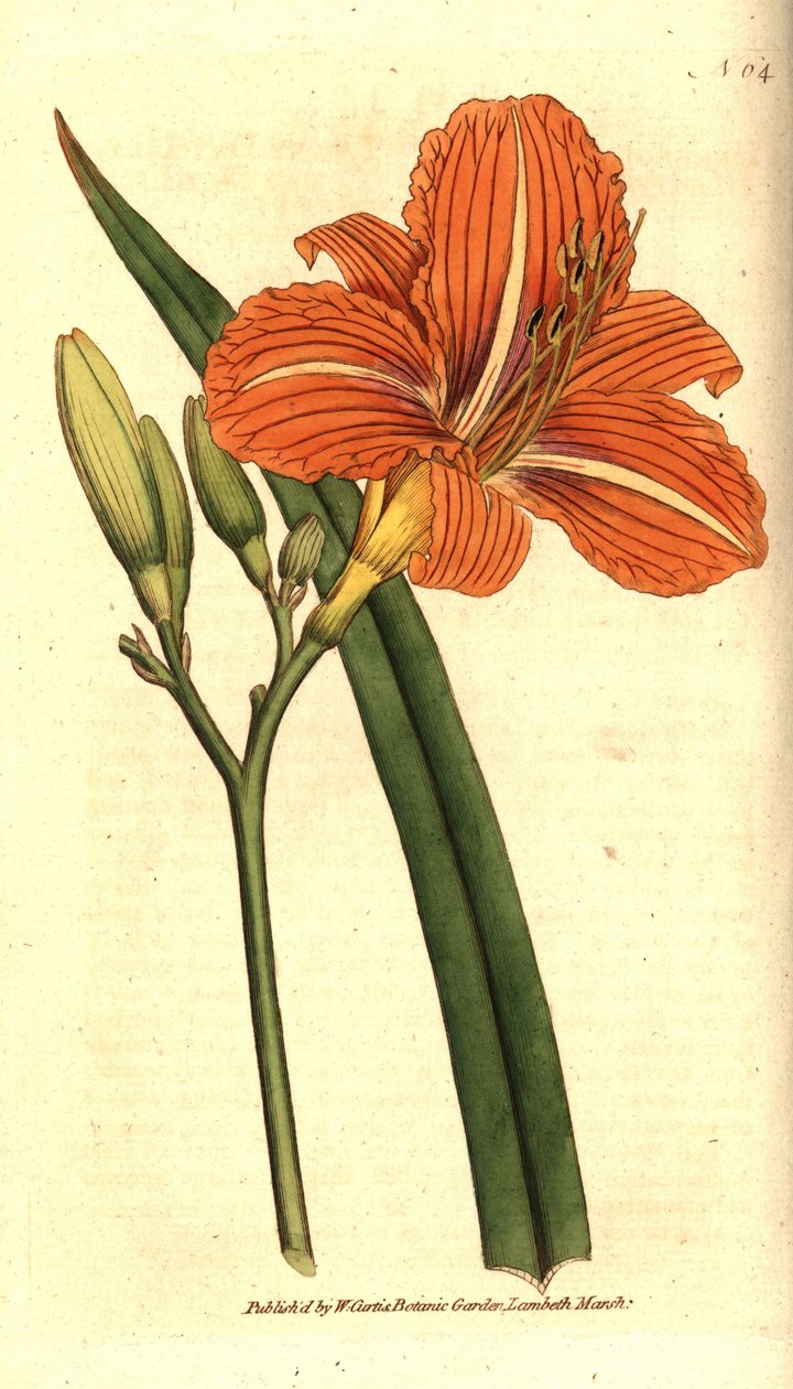 Tawny nappali liliom, Hemerocallis fulva. Kézzel színezett rézmetszet William Curtis The Botanical Magazine botanikai illusztrációja után, Lambeth Marsh, London alkotó: Sydenham Teast Edwards