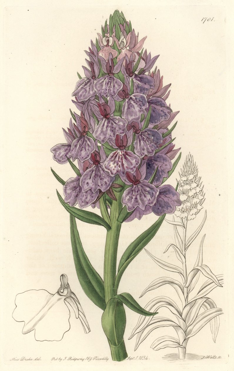 Szárazföldi orchidea, Madeire szigetén honos – S. Watts vízi erődje Sarah Anne Drake (1803-1857) illusztrációjából, a botanikai nyilvántartásból alkotó: Sydenham Teast Edwards