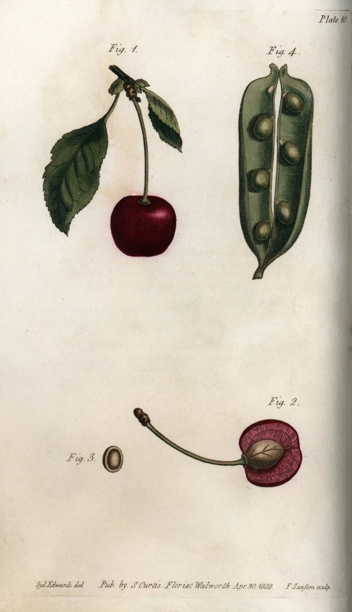 A borsóhéj (hüvelyes) és a cseresznye (vagy vadcseresznye vagy madarak) termésének része. Színes rézmetszet, Sydenham Edwards (1768-1819) illusztrációja a Lambethi Botanikus Kert (Anglia) botanikai konferenciájához alkotó: Sydenham Teast Edwards