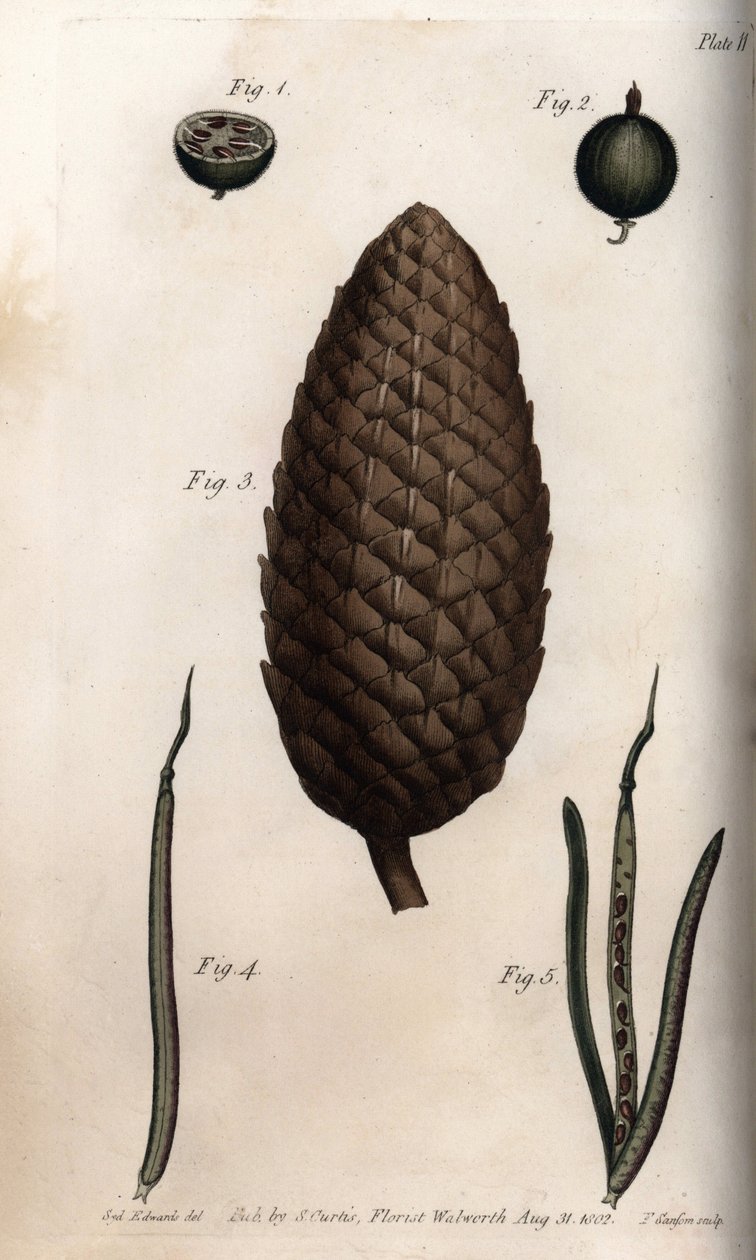Az egres termése makréla, erdeifenyő termése és lóhere fala (vagy ravenelle). Színes rézmetszet, Sydenham Edwards (1768-1819) illusztrációja a Lambethi Botanikus Kert (Anglia) botanikai konferenciájához alkotó: Sydenham Teast Edwards