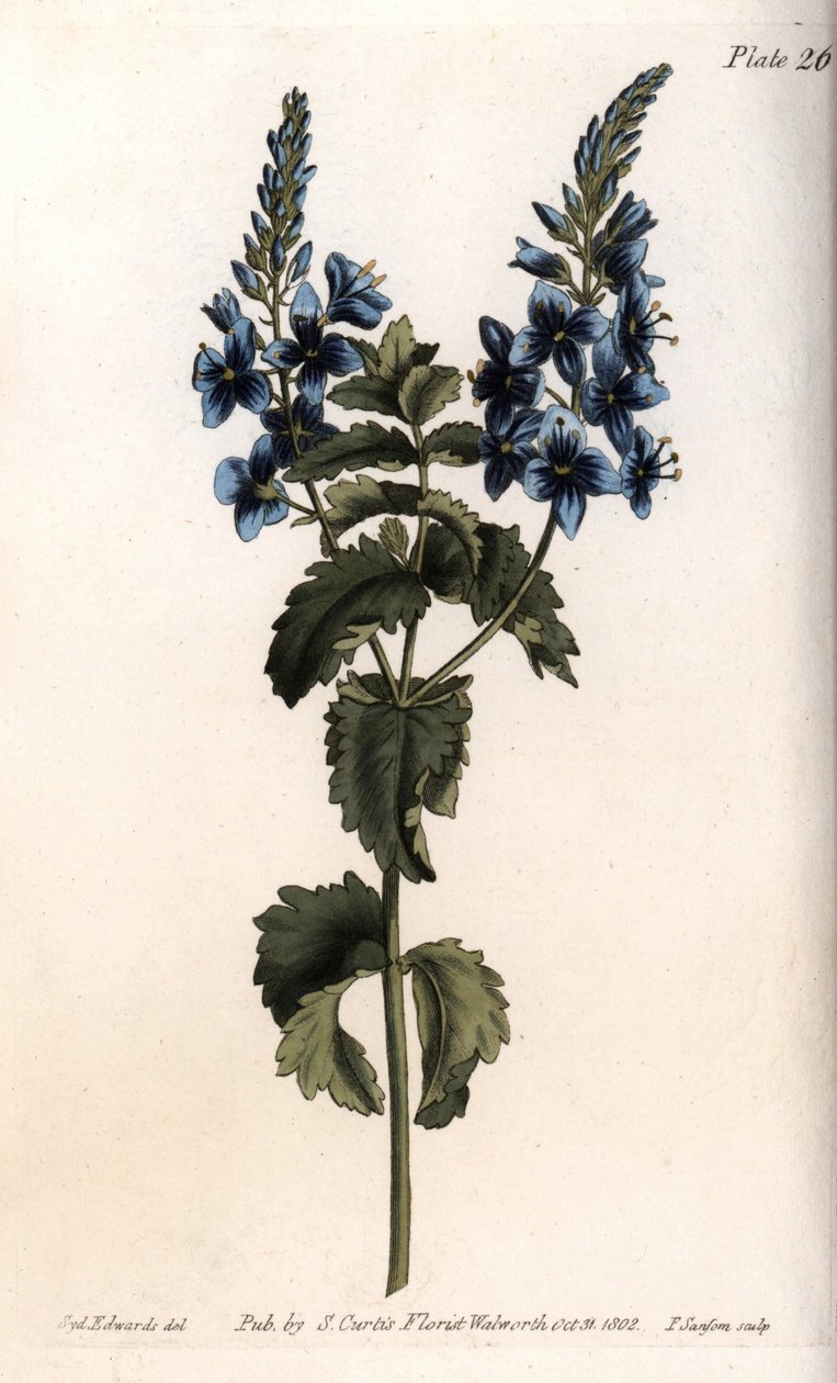 A veronika kis tölgy vagy hamis germandree. Színes rézmetszet, Sydenham Edwards (1768-1819) illusztrációja a Lambethi Botanikus Kert (Anglia) botanikai konferenciájához alkotó: Sydenham Teast Edwards