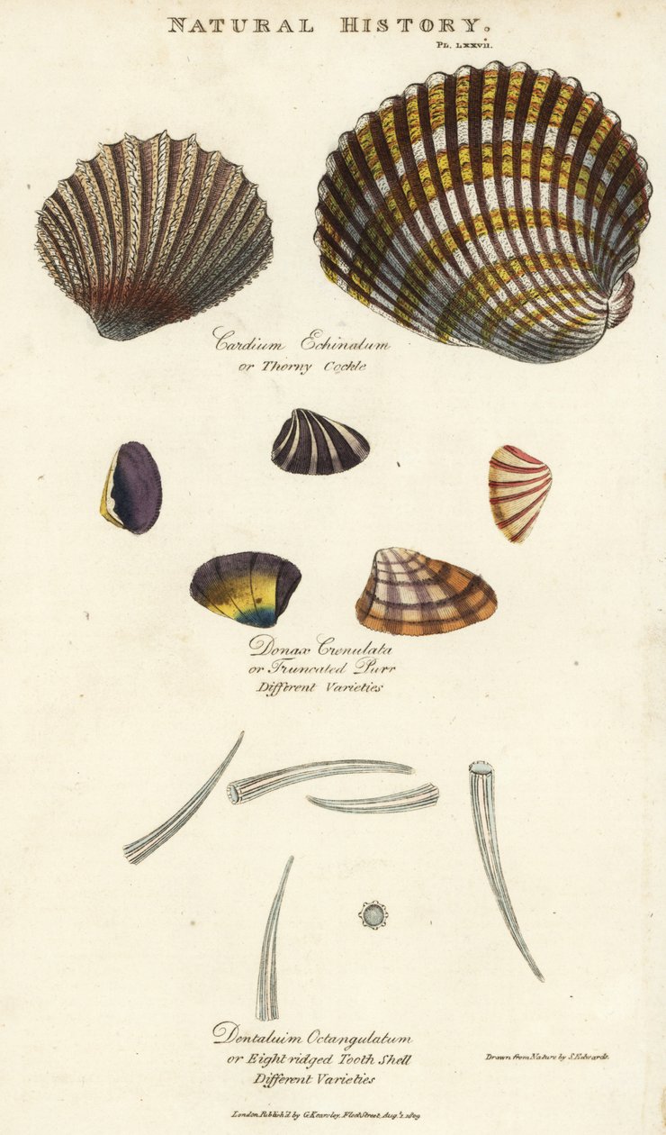 Tüskés kagyló, Cardium echinatum, csonka doromb, Donax crenulata, és nyolcszegélyű fogas kagyló, Dentalium octangulatum. Kézzel színezett rézmetszet Sydenham Edwards után, John Mason Good Pantologia, a New Encyclopedia című művéből, G. Kearsley, London. alkotó: Sydenham Teast Edwards