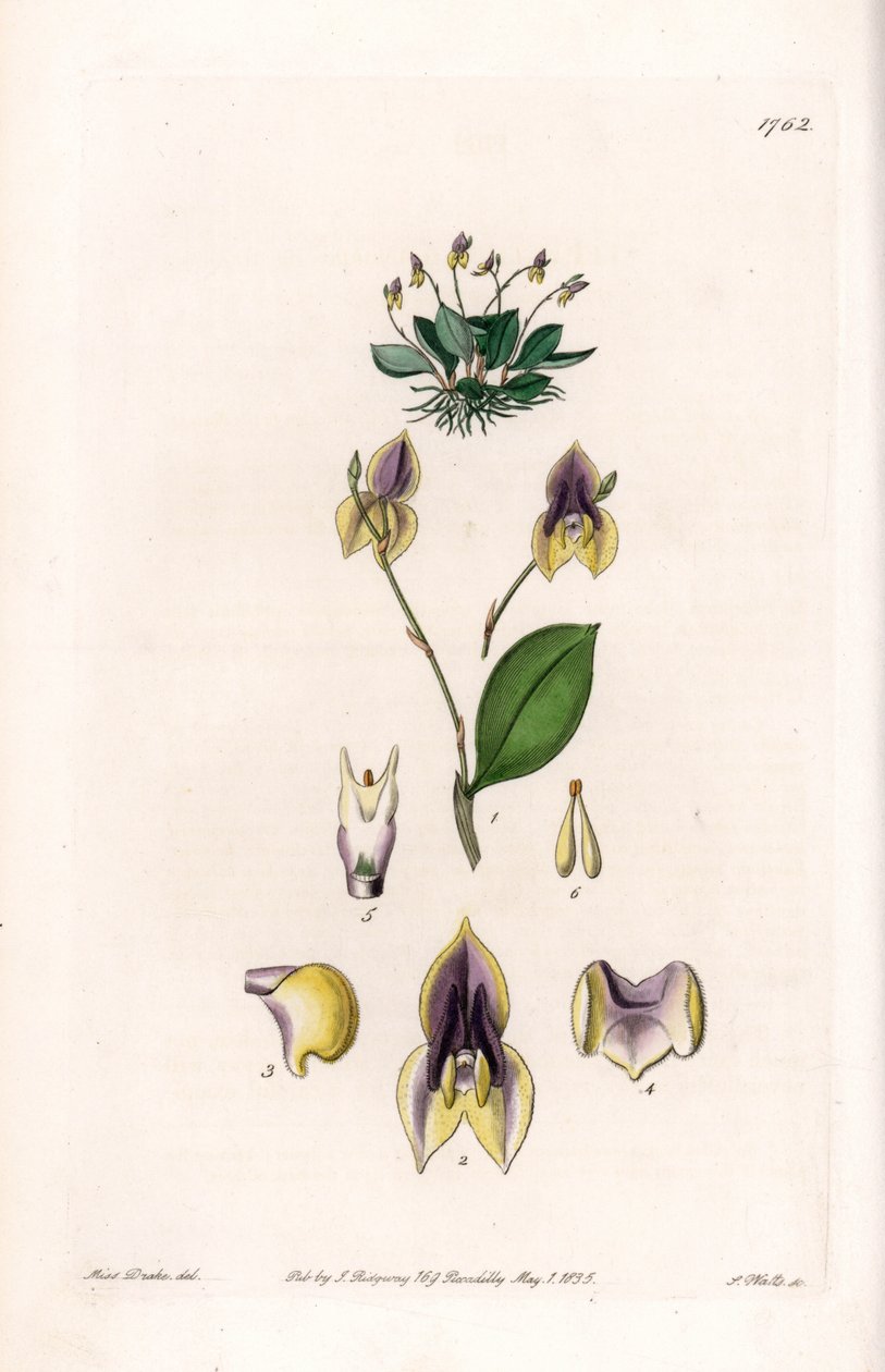 Három fog Lepanthe – S. Watts által gravírozott lemez, Sarah Anne Drake (1803-1857) illusztrációjáról, Sydenham Edwards (1768-1819) botanikai nyilvántartásából, Angliából alkotó: Sydenham Teast Edwards