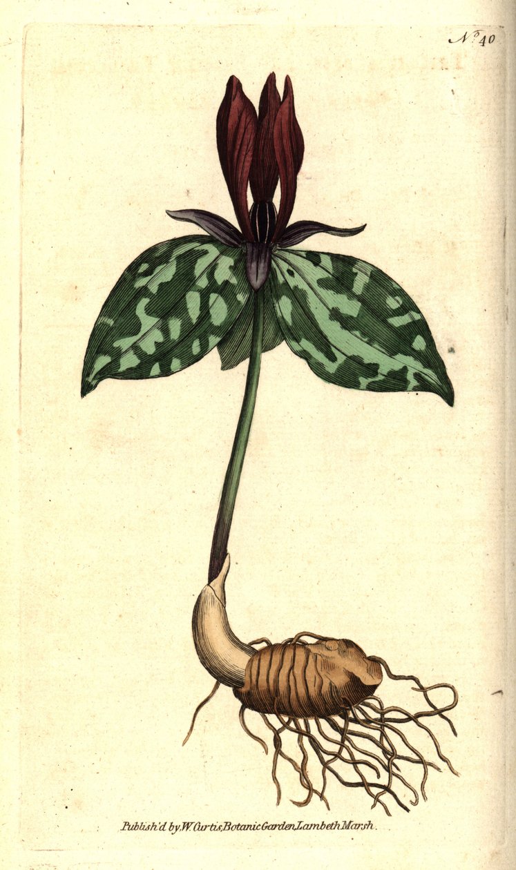 Varangyernyő vagy ülő trillium, Trillium sessile. Kézzel színezett rézmetszet James Sowerby botanikai illusztrációja nyomán William Curtis The Botanical Magazine-jából, Lambeth Marsh, London alkotó: Sydenham Teast Edwards