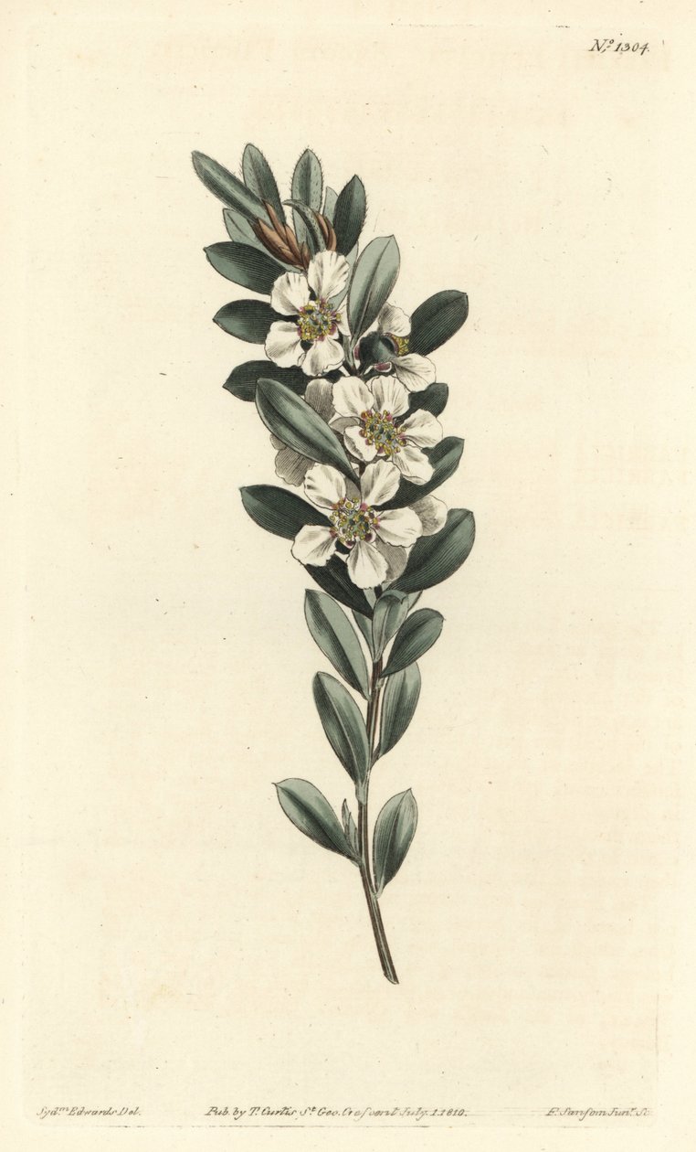 Fa a vagy ausztrál mirtusz - Tengerparti teafa, Leptospermum laevigatum (Smooth fabricia, Fabricia laevigata). F. Sansom Jr. kézi színű rézmetszete Sydenham Edwards illusztrációja után, William Curtis Botanical Magazine, T. Cur alkotó: Sydenham Teast Edwards
