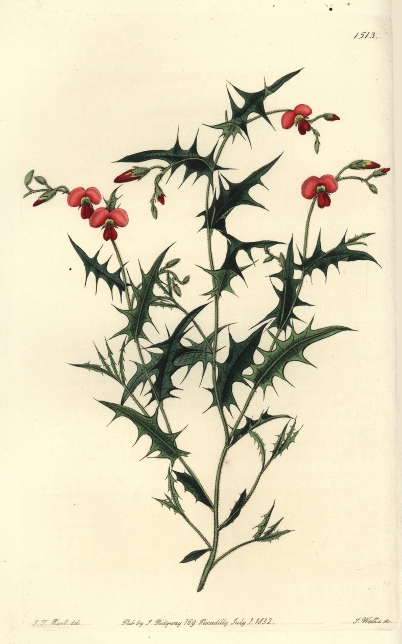 Háromszög alakú chorozema, Chorozema triangulare. S. Watts kézi színű rézmetszet J.T. illusztrációja után. Hart a Sydenham Edwards Botanical Register-ből, Ridgeway, London alkotó: Sydenham Teast Edwards