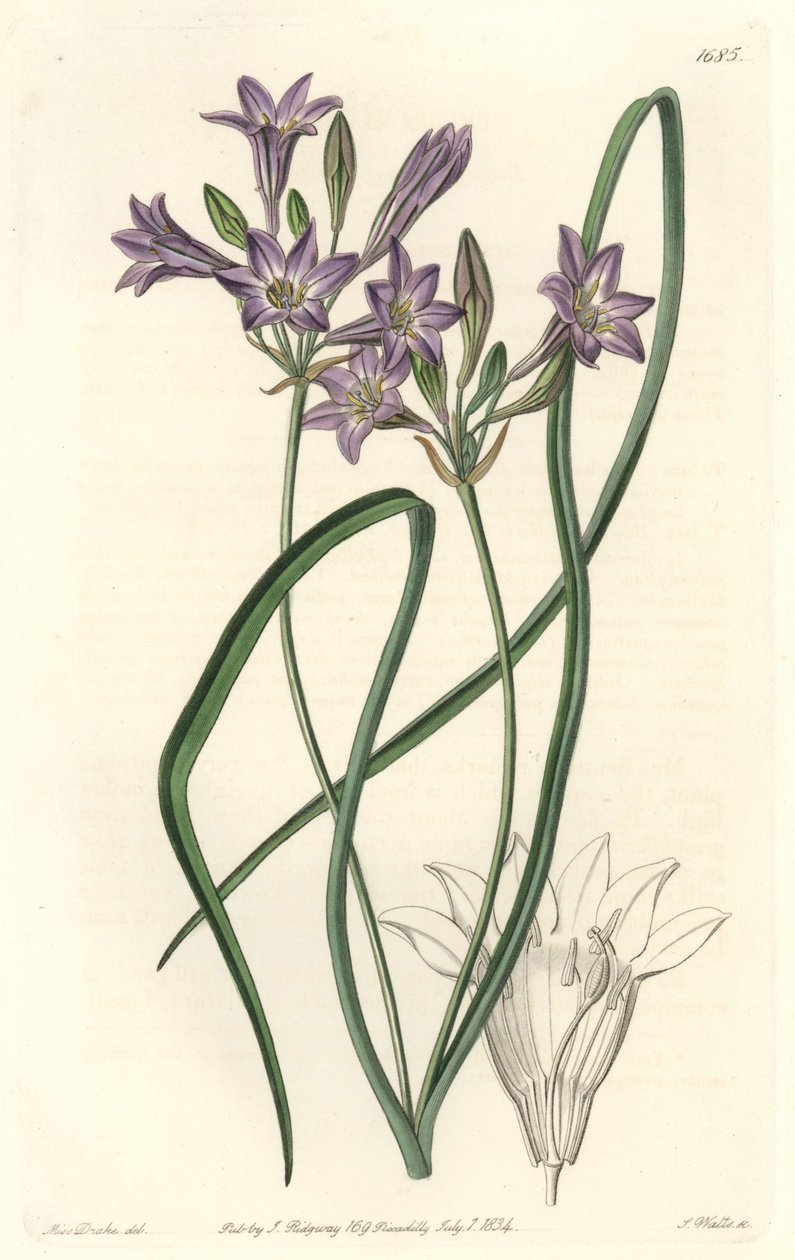 Triteleia ou brodiacea lache – S. Watts vízi forte Sarah Anne Drake (1803-1857) illusztrációjából, a botanikai nyilvántartásból alkotó: Sydenham Teast Edwards