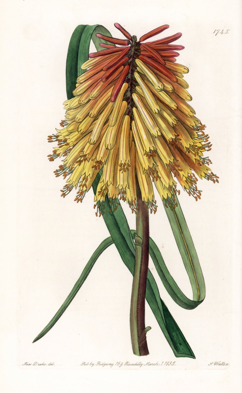 Tritome egy hosszú csomó vagy sátán tison – S. Watts által metszett tábla Sarah Anne Drake (1803-1857) illusztrációjáról, a Sydenham Edwards (1768-1819) botanikai nyilvántartásából, Angliából alkotó: Sydenham Teast Edwards