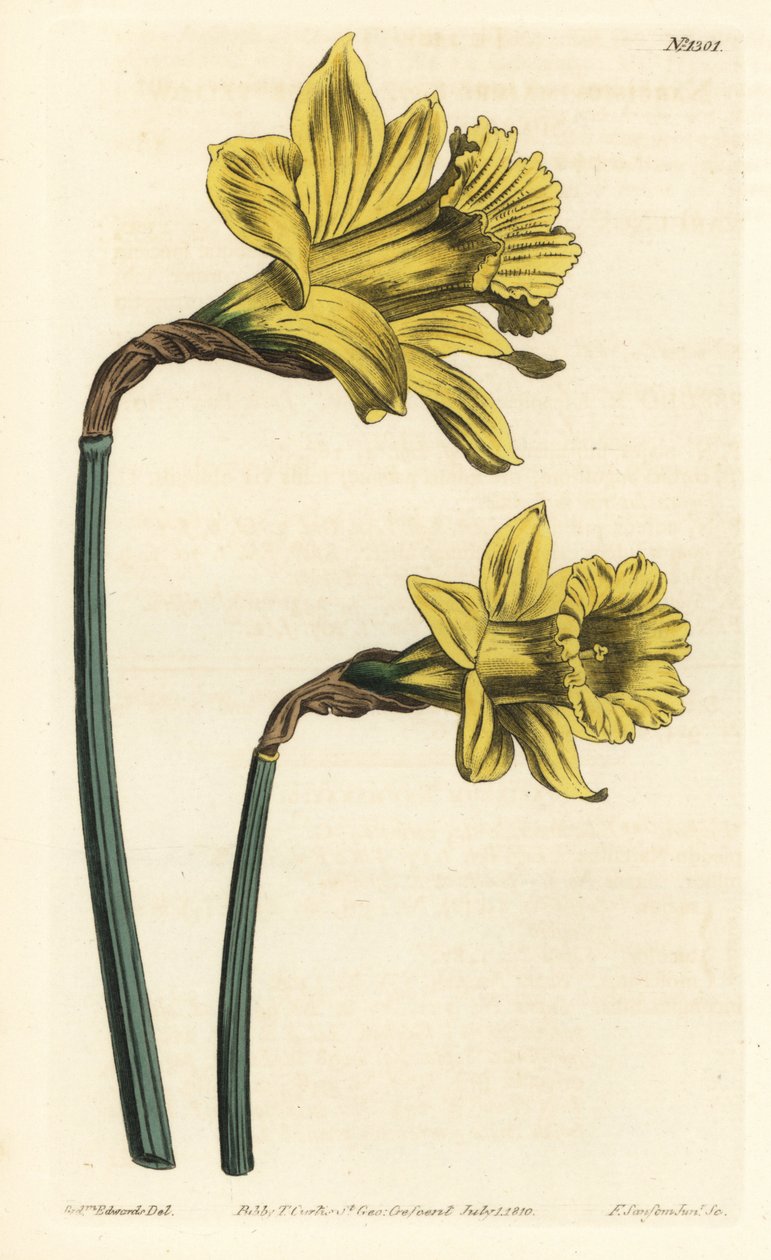 Trombita nárcisz, Narcissus hispanicus (Nagy sárga spanyol nárcisz, Narcissus major). F. Sansom Jr. kézi színű rézmetszete Sydenham Edwards illusztrációja után a William Curtis Botanical Magazine-ból, T. Curtis, London alkotó: Sydenham Teast Edwards