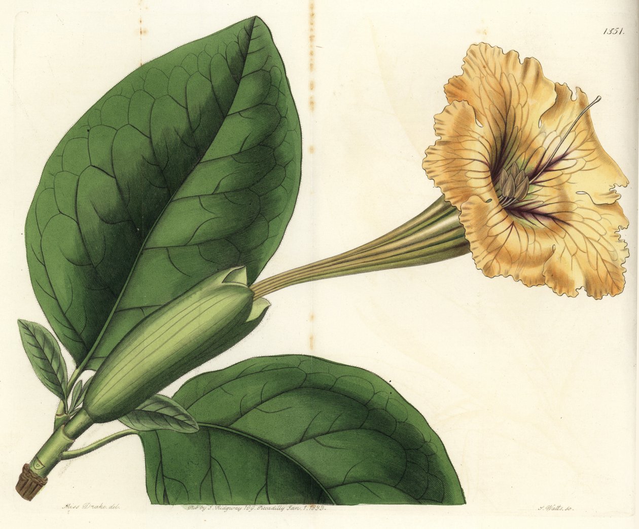 Trombita liana vagy csésze arany - Kehely szőlő vagy foltos virágú solandra, Solandra guttata. S. Watts kézi színű rézmetszet Miss Sarah Drake illusztrációja után a Sydenham Edwards Botanical Register-ből, Ridgeway, London alkotó: Sydenham Teast Edwards