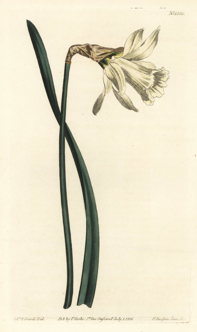 Trombita nárcisz - Kisebb fehér spanyol nárcisz, Narcissus pseudonarcissus subsp. moschatus (Narcissus moschatus). F. Sansom Jr. kézi színű rézmetszete Sydenham Edwards illusztrációja után a William Curtis Botanical Magazine-ból, T. alkotó: Sydenham Teast Edwards