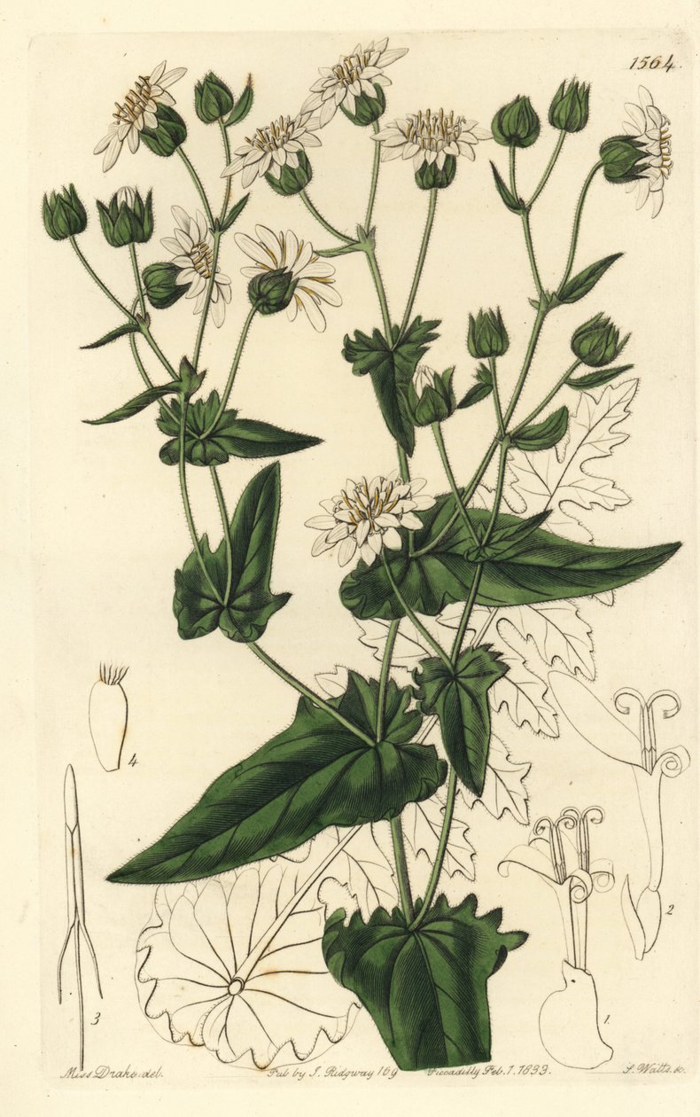 Fehérrépalevelű pézsmacukorka, Moscharia pinnatifida. S. Watts kézi színű rézmetszet Miss Sarah Drake illusztrációja nyomán a Sydenham Edwards Botanical Register-ből, Ridgeway, London alkotó: Sydenham Teast Edwards