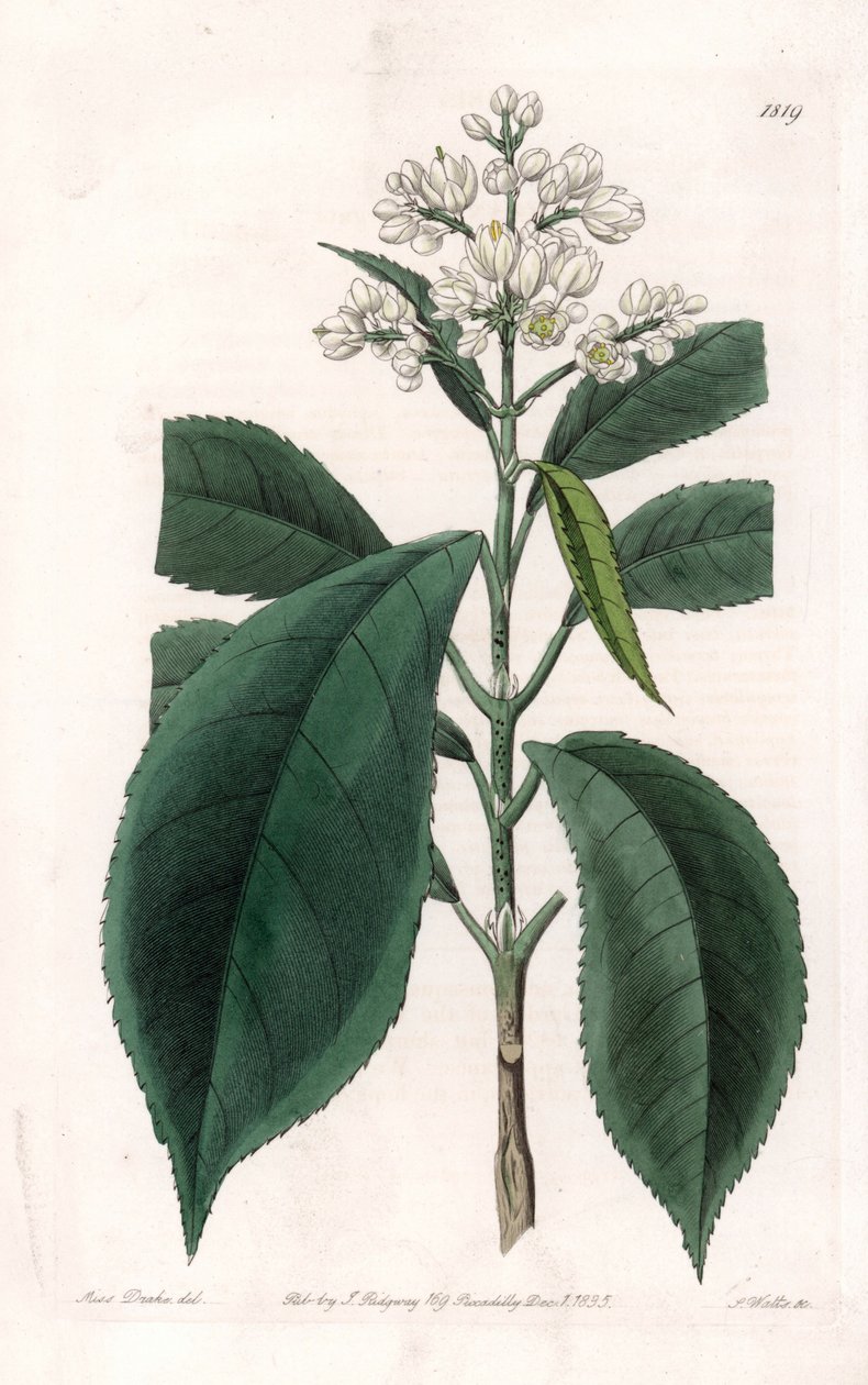 Turpinia Variete – S.Watts által gravírozott tábla Sarah Anne Drake (1803-1857) illusztrációjáról, a Sydenham Edwards (1768-1819) botanikai nyilvántartásából, Anglia alkotó: Sydenham Teast Edwards