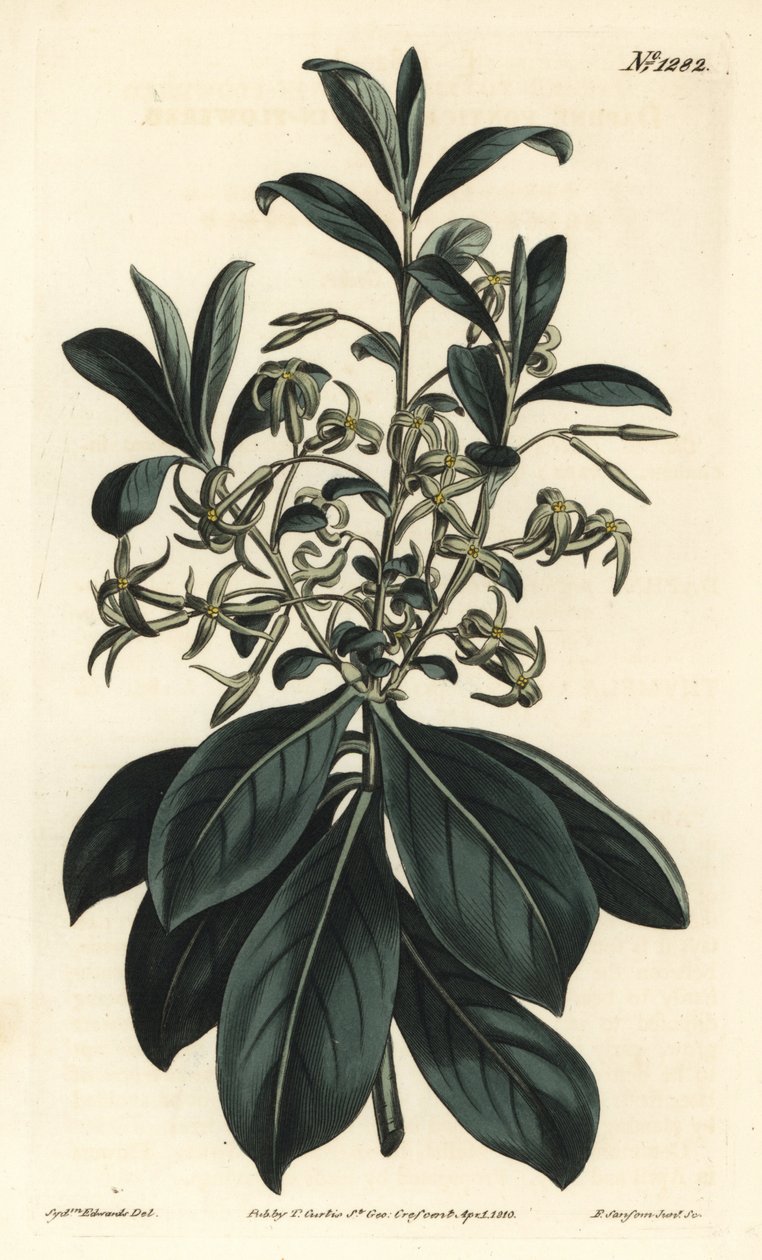 Ikervirágú daphne, Daphne pontica. F. Sansom Jr. kézi színű rézmetszete Sydenham Edwards illusztrációja után a William Curtis Botanical Magazine-ból, T. Curtis, London alkotó: Sydenham Teast Edwards