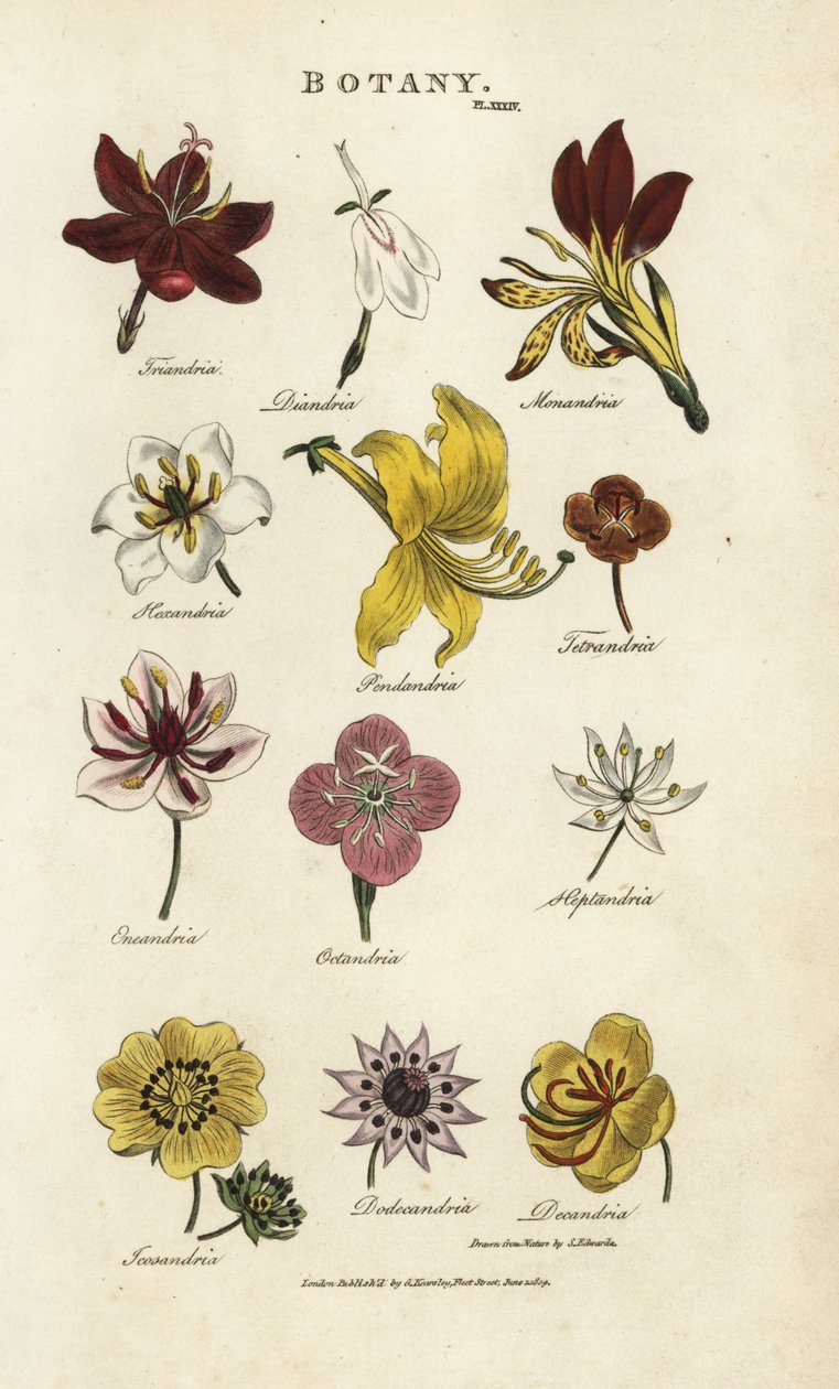 Virágfajták: Triandria, Diandria, Haskatria, Penandria, Tetrandria stb. Kézi színű rézmetszet Sydenham Edwards nyomán John Mason Good Pantologia, a New Encyclopedia, G. Kearsley, London alkotó: Sydenham Teast Edwards