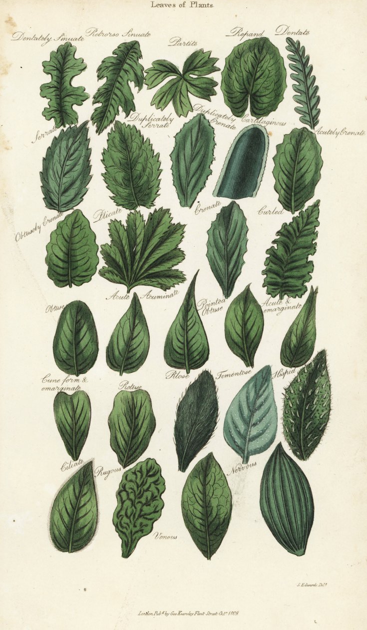 A növények leveleinek típusai. Kézi színű rézmetszet Sydenham Edwards nyomán, John Mason Good Pantologia, a New Encyclopedia című művéből, G. Kearsley, London alkotó: Sydenham Teast Edwards