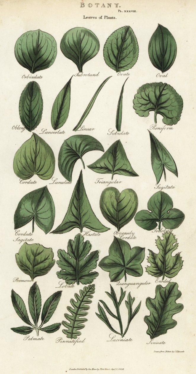 A növények leveleinek típusai. Kézi színű rézmetszet Sydenham Edwards nyomán, John Mason Good Pantologia, a New Encyclopedia című művéből, G. Kearsley, London alkotó: Sydenham Teast Edwards