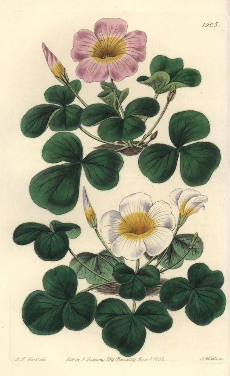 Változó oxalis, Oxalis variabilis (Oxalys purpurea). S. Watts kézi színű rézmetszet J.T. illusztrációja után. Hart a Sydenham Edwards Botanical Register-ből, Ridgeway, London alkotó: Sydenham Teast Edwards