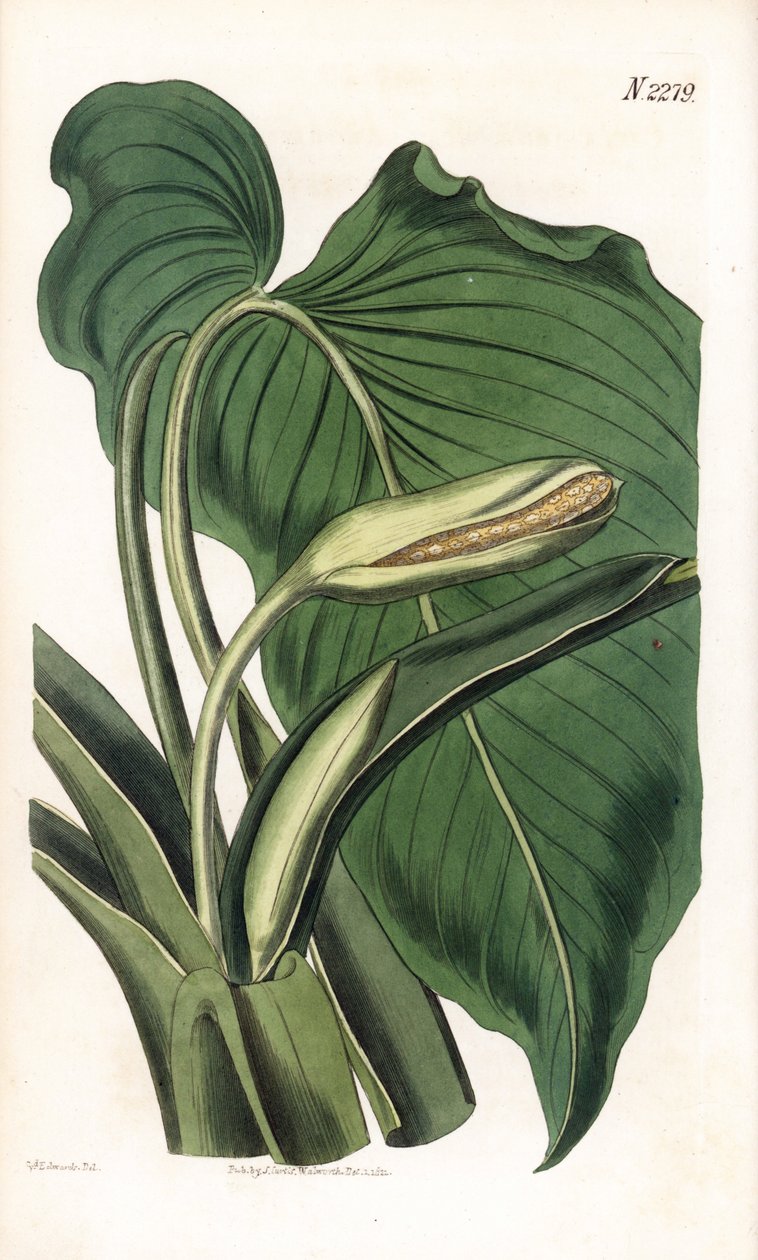 Variete de calla ou arum – Aromás calla, Homalomena aromatica (Calla aromatica). Weddell kézzel színezett rézmetszet Sydenham Edwards illusztrációja nyomán Samuel Curtis „” Botanical Magazine” című londoni magazinjából alkotó: Sydenham Teast Edwards