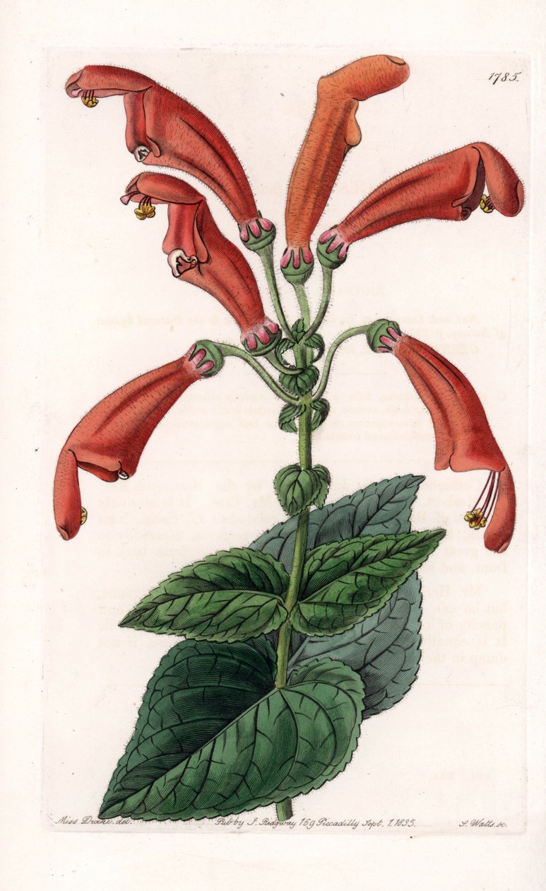 Variete de gesneria, virág csövekben – S.Watts által gravírozott tábla Sarah Anne Drake (1803-1857) illusztrációja alapján, a Sydenham Edwards (1768-1819) botanikai nyilvántartásából, Angliából alkotó: Sydenham Teast Edwards