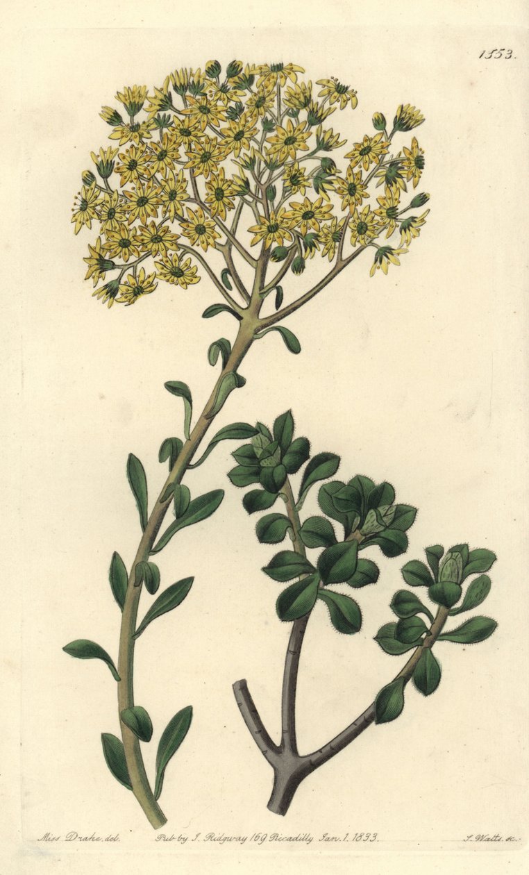 Variete de joubarb - Villous házi póréhagyma, Sempervivum villosum. S. Watts kézi színű rézmetszet Miss Sarah Drake illusztrációja nyomán a Sydenham Edwards Botanical Register-ből, Ridgeway, London alkotó: Sydenham Teast Edwards