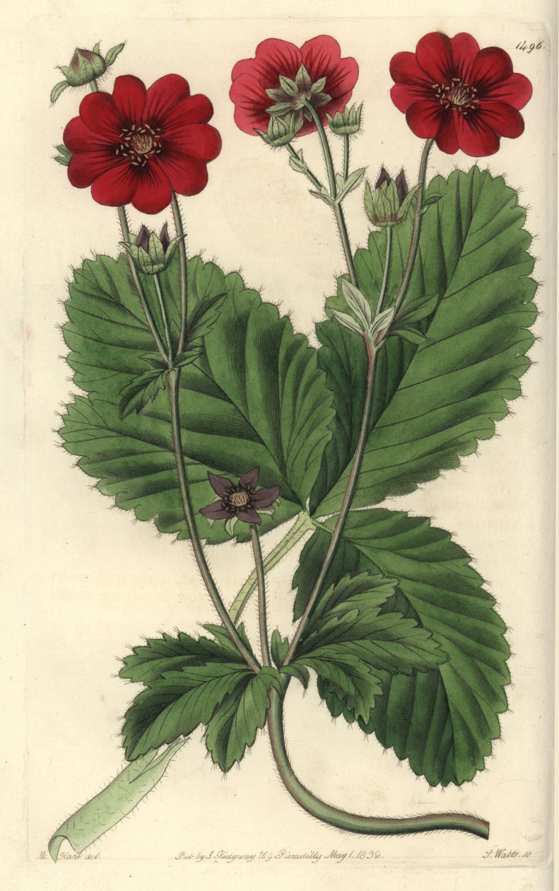 Cinquefoil fajta - Russell potentilla, Potentilla russelliana. S. Watts kézi színű rézmetszet M. Hart illusztrációja után a Sydenham Edwards Botanical Register-ből, Ridgeway, London alkotó: Sydenham Teast Edwards