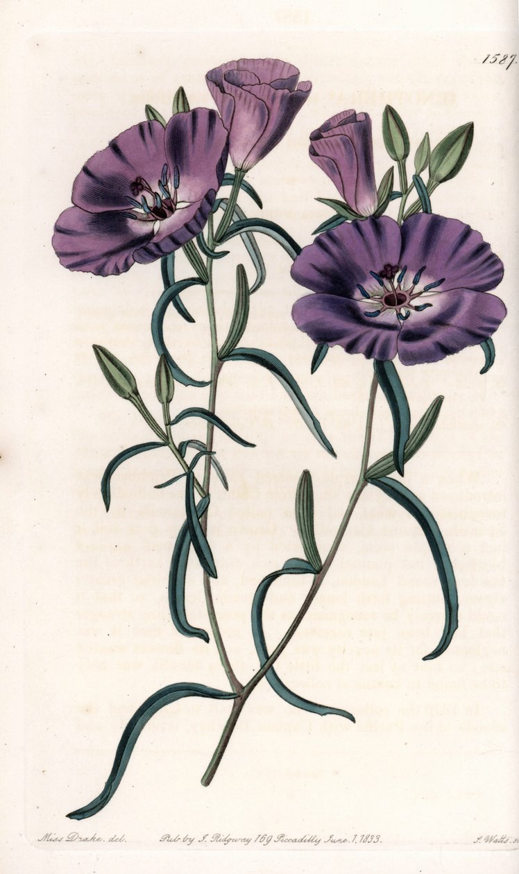 A dél-amerikai származású Clarkia fajtája S.Watts gravírozása, Sarah Anne Drake (1803-1857) illusztrációja alapján, a Sydenham Edwards (1768-1819) botanikai nyilvántartásából, Angliából alkotó: Sydenham Teast Edwards