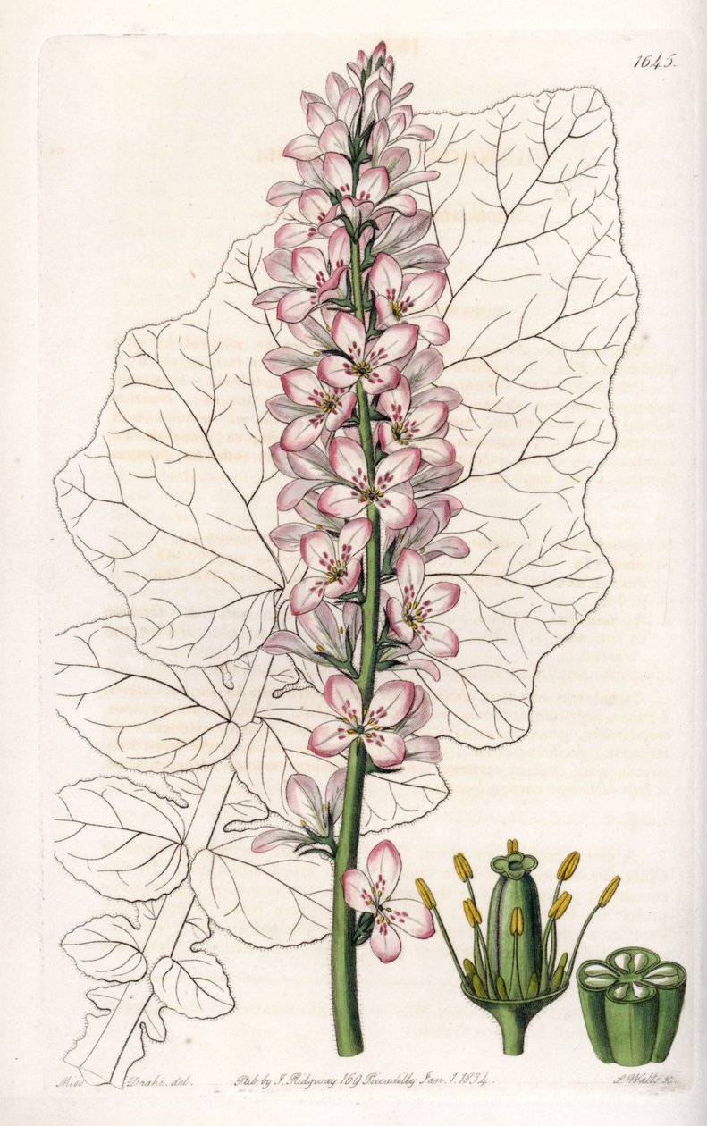 Francoa fajta tejtermékekkel, honos Chilében – S.Watts metszet, Sarah Anne Drake (1803-1857) illusztrációja alapján, a Sydenham Edwards (1768-1819) botanikai nyilvántartásából, Angliából alkotó: Sydenham Teast Edwards