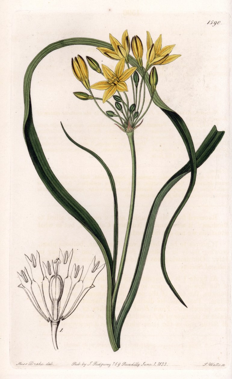 Triteleia vagy brodeleia fajtája sárga virágokkal, Kaliforniában őshonos – S.Watts által metszett tábla Sarah Anne Drake (1803-1857) illusztrációjáról, Sydenham Edwards (1768-1819) botanikai nyilvántartásából, Angliából alkotó: Sydenham Teast Edwards
