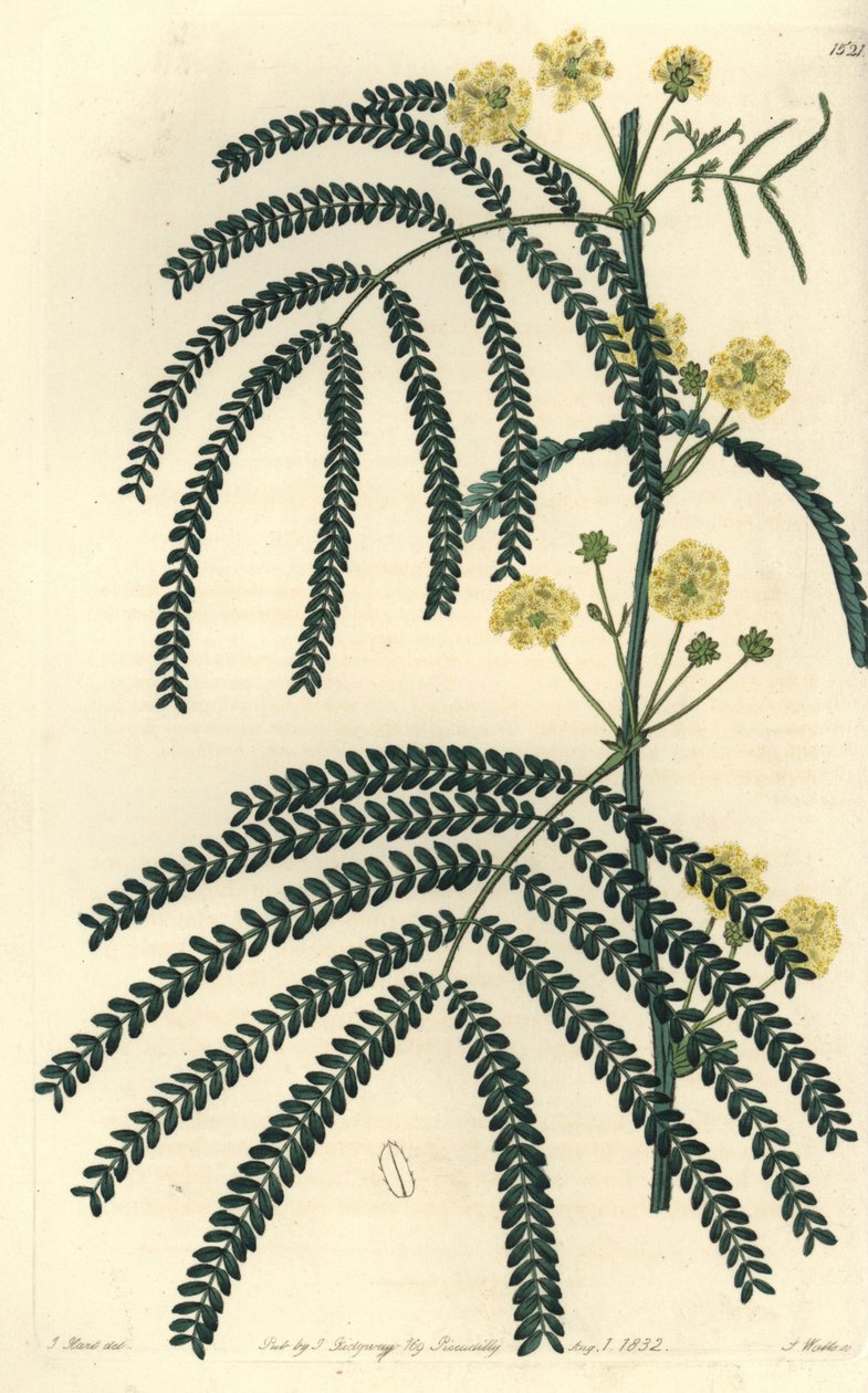 Az akác (vagy kakas) fajtája - Páfránylevelű akác, Acacia pentadenia. S. Watts kézi színű rézmetszet J. Hart illusztrációja nyomán a Sydenham Edwards Botanical Register-ből, Ridgeway, London alkotó: Sydenham Teast Edwards