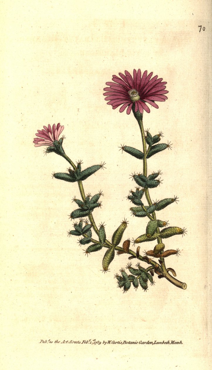 Ficoid fajták - Szakállas füge körömvirág, Mesembryanthemum barbarum. Kézzel színezett rézmetszet William Curtis The Botanical Magazine botanikai illusztrációja után, Lambeth Marsh, London alkotó: Sydenham Teast Edwards