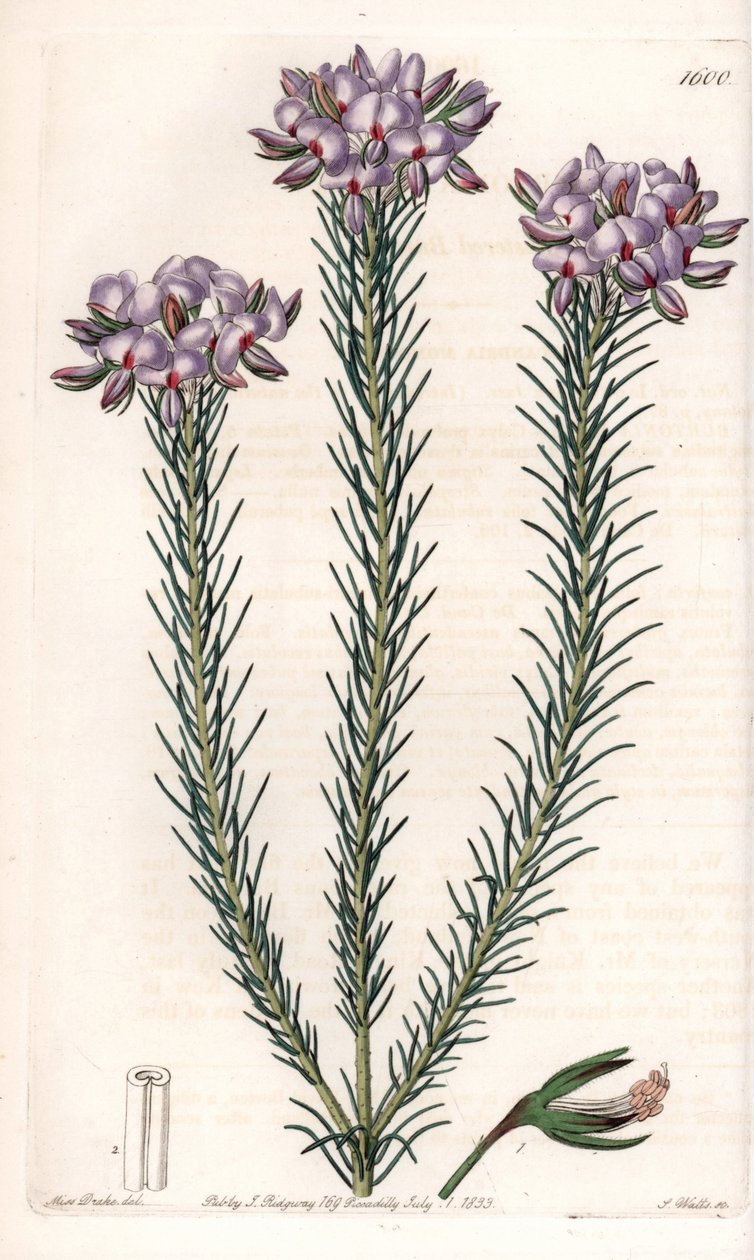 Gompholobium (hüvelyes növények családja), Ausztráliában őshonos változata – S. Watts által gravírozott tábla Sarah Anne Drake (1803-1857) illusztrációjáról, a Sydenham Edwards (1768-1819) botanikai nyilvántartásából, Angliából alkotó: Sydenham Teast Edwards