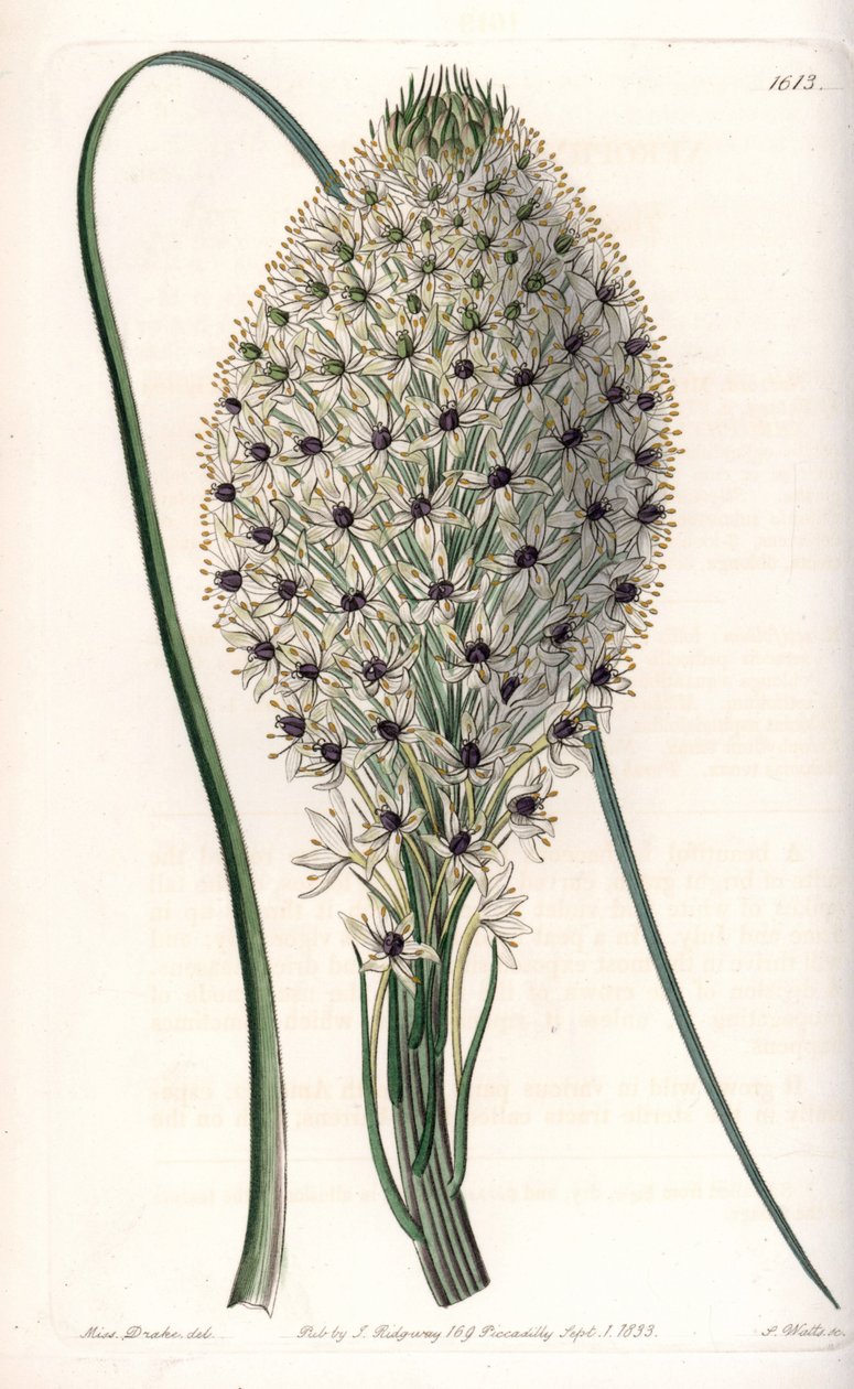 Liliomfélék (Helonias asphodeloides) fajtája – S. Watts metszet, Sarah Anne Drake (1803-1857) illusztrációja alapján, a Sydenham Edwards (1768-1819) botanikai nyilvántartásából, Angliából alkotó: Sydenham Teast Edwards