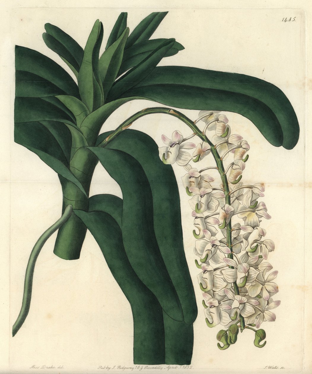 Az orchidea epidendrum fajtája, jamaikai kenőcsként ismert - Fox kefe orchidea vagy szarvvirágú repülőgép, Aerides cornutum. S. Watts kézi színű rézmetszet Sarah Drake illusztrációja nyomán a Sydenham Edwards Botanical Register-ből, Ridgeway alkotó: Sydenham Teast Edwards