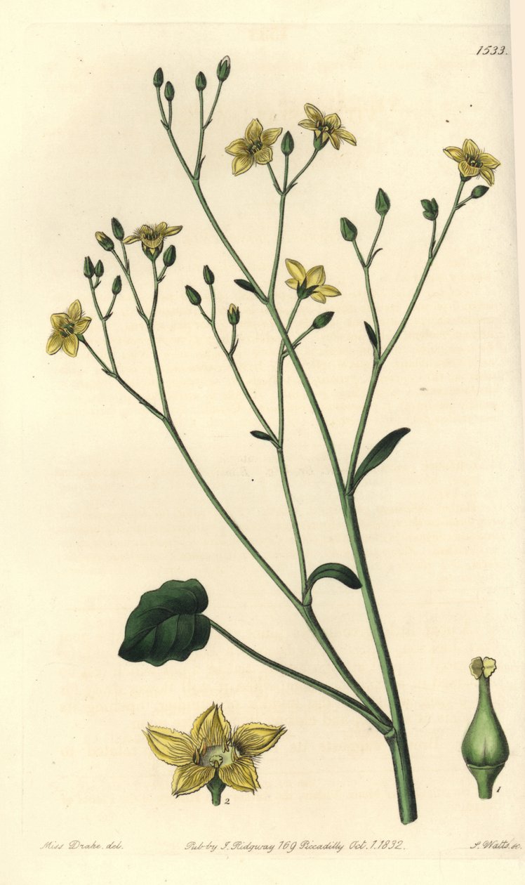 Ausztráliában honos villarsia fajtája - Ornduffia reniformis (Villarsia reniformis). S. Watts kézi színű rézmetszet Miss Sarah Drake illusztrációja után a Sydenham Edwards Botanical Register-ből, Ridgeway, alkotó: Sydenham Teast Edwards
