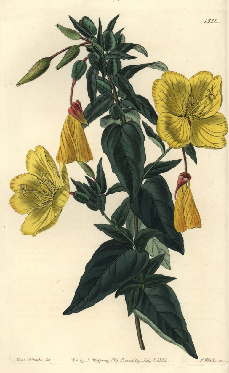 Különféle ligetszépe vagy fű szamarakkal - Ligetszépe, Oenothera fruticosa subsp. glauca (Glaucous oenothera, Oenothera glauca). S. Watts kézi színű rézmetszet Miss Sarah Drake illusztrációja után a Sydenham Edwardsból alkotó: Sydenham Teast Edwards