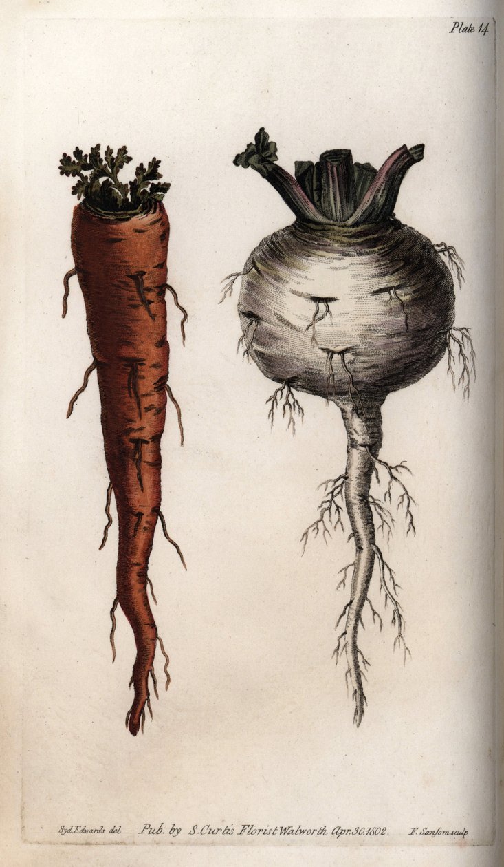 Növényi gyökerek: sárgarépa és fehérrépa. Színes rézmetszet, Sydenham Edwards (1768-1819) illusztrációja a Lambethi botanikus kert konferenciájához (Anglia) alkotó: Sydenham Teast Edwards