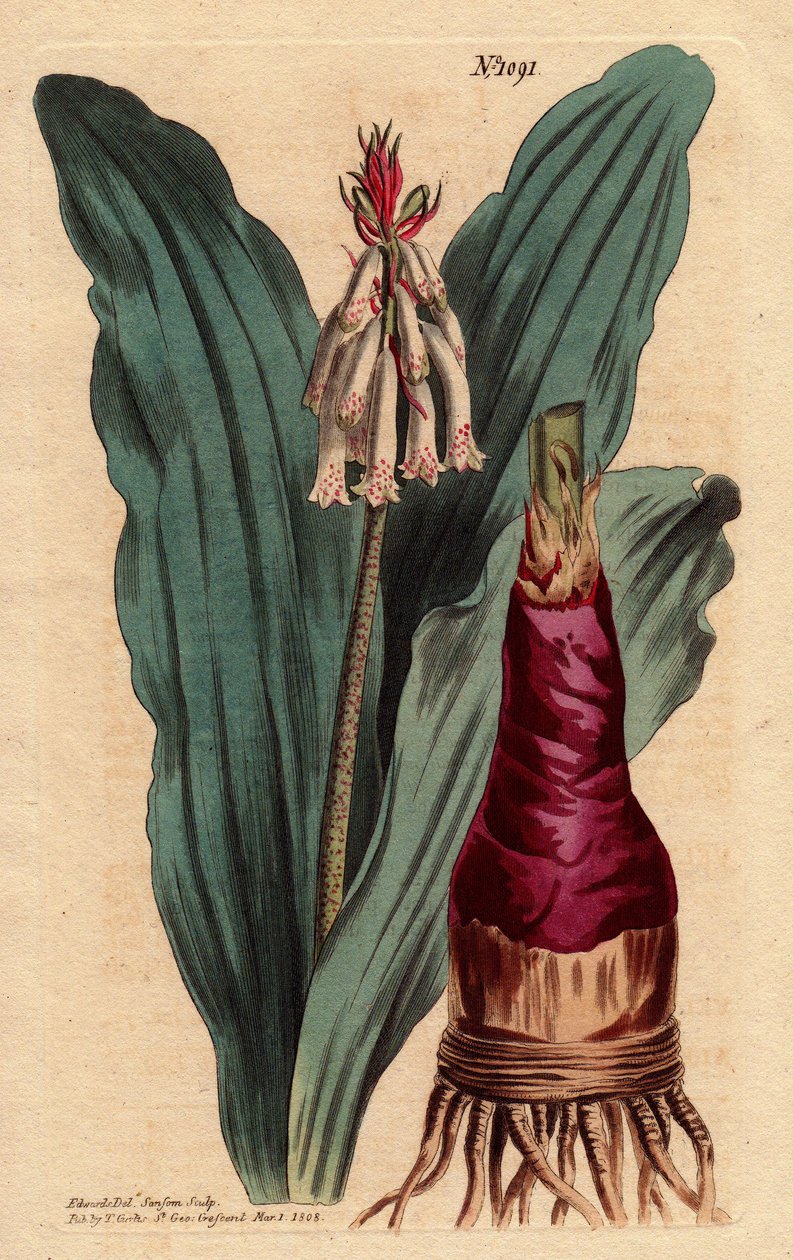 A Veltheimia glaucus levele, egy gyönyörű liliom (liliom) a Good Esperance-fokról (Dél-Afrika). Glaucous levelű veltheimia, egy gyönyörű liliom a Jóreménység fokáról. Veltheimia glauca. Kézi színű rézmetszet botanikai illusztrációról alkotó: Sydenham Teast Edwards